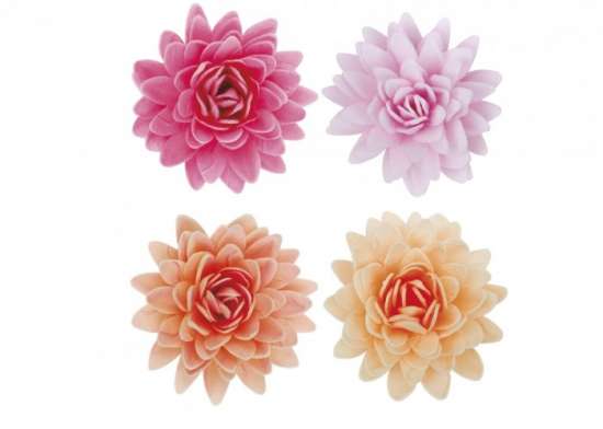 Fiore di Loto colorati