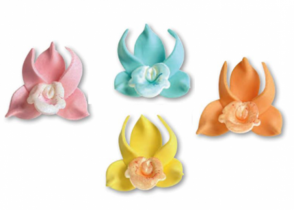 Orchidea
