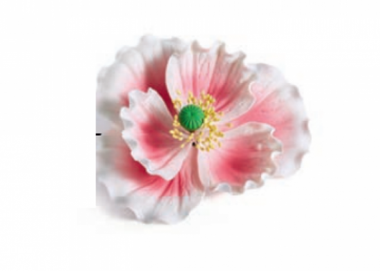 Fiore Peonia Rosa sfumata bianca