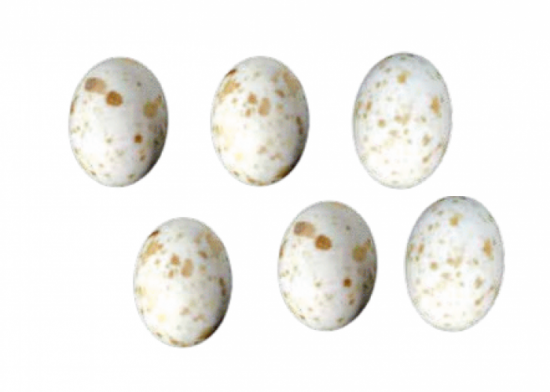 Uova cioccolato quaglie