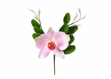 Ramo orchidea Sfumata Rosa