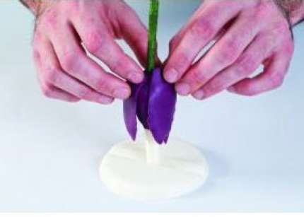 Supporti per tulipano