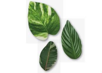 Foglie ostia assortite